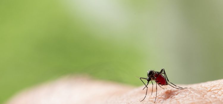 Home remedies for mosquito control