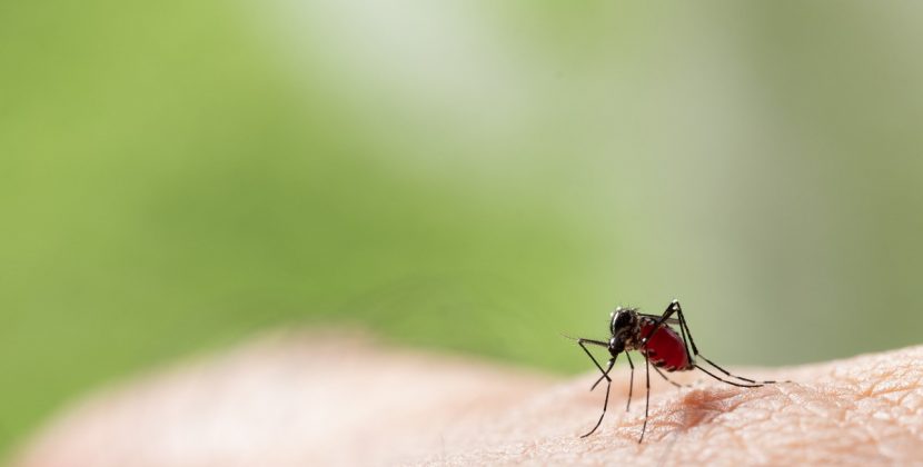 Domowe sposoby na zwalczanie komarów