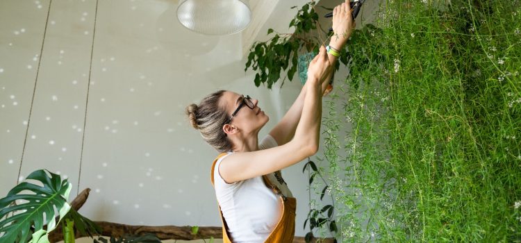 Climbers in the house – which plants to choose?