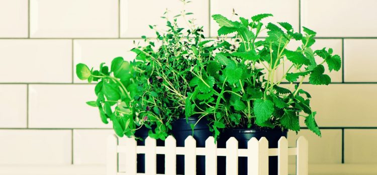 The windowsill – the place for your first kitchen herb garden!
