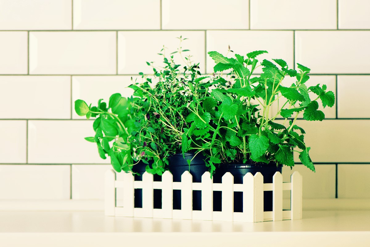 The windowsill – the place for your first kitchen herb garden!