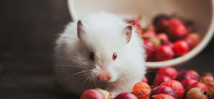 How to care for a hamster? All about grooming