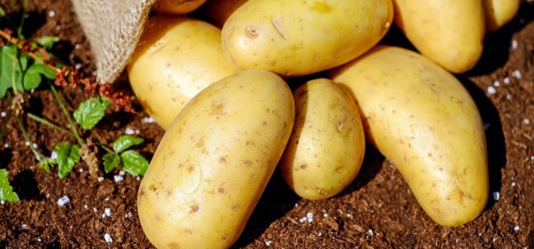 Potatoes – caloric or healthy? Facts and Myths