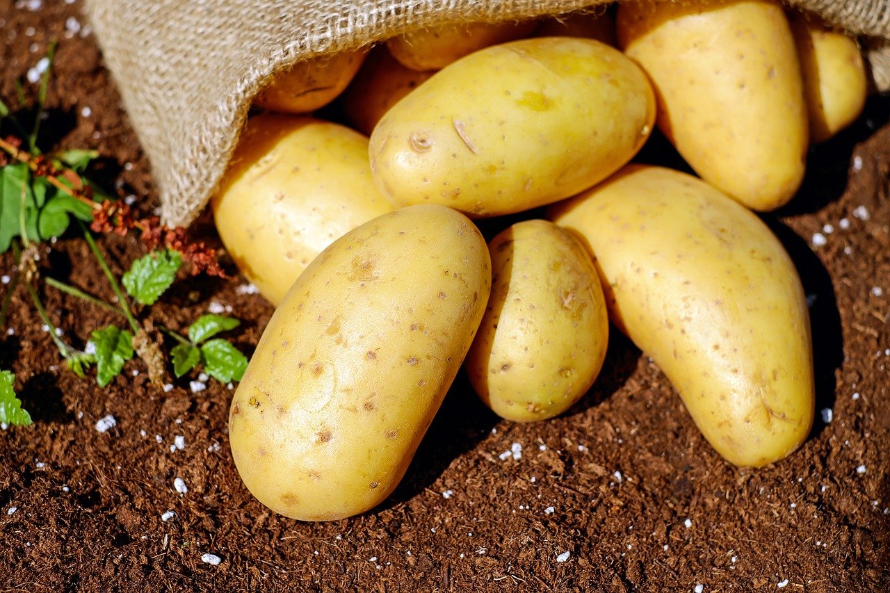 Potatoes – caloric or healthy? Facts and Myths