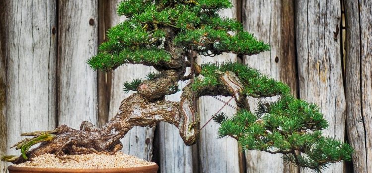 Bonsai trees – which ones to choose and how to grow them?