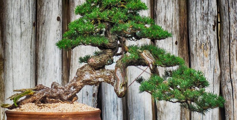 Drzewka bonsai - jakie wybrać i jak hodować?
