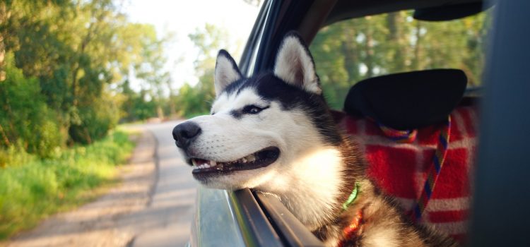 What to take on a trip with your dog?
