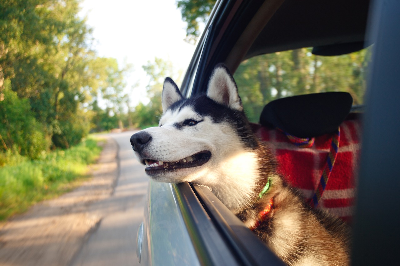 What to take on a trip with your dog?