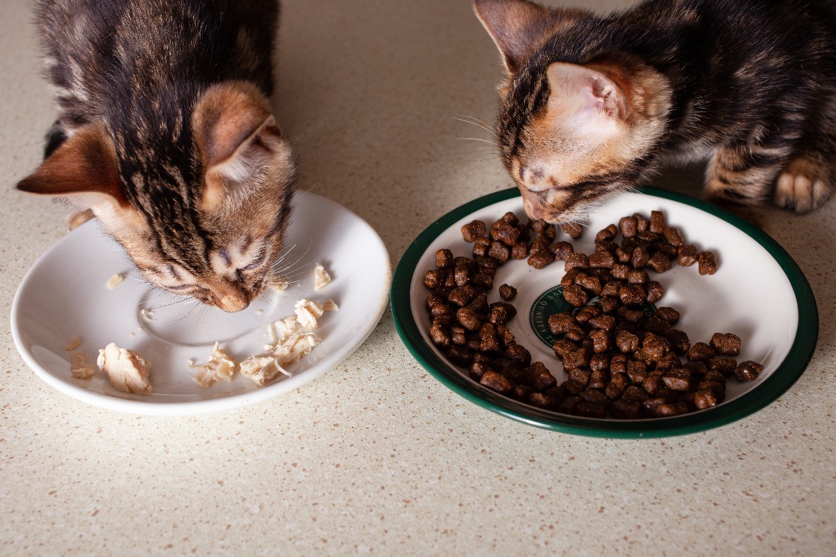 What to feed a healthy cat?