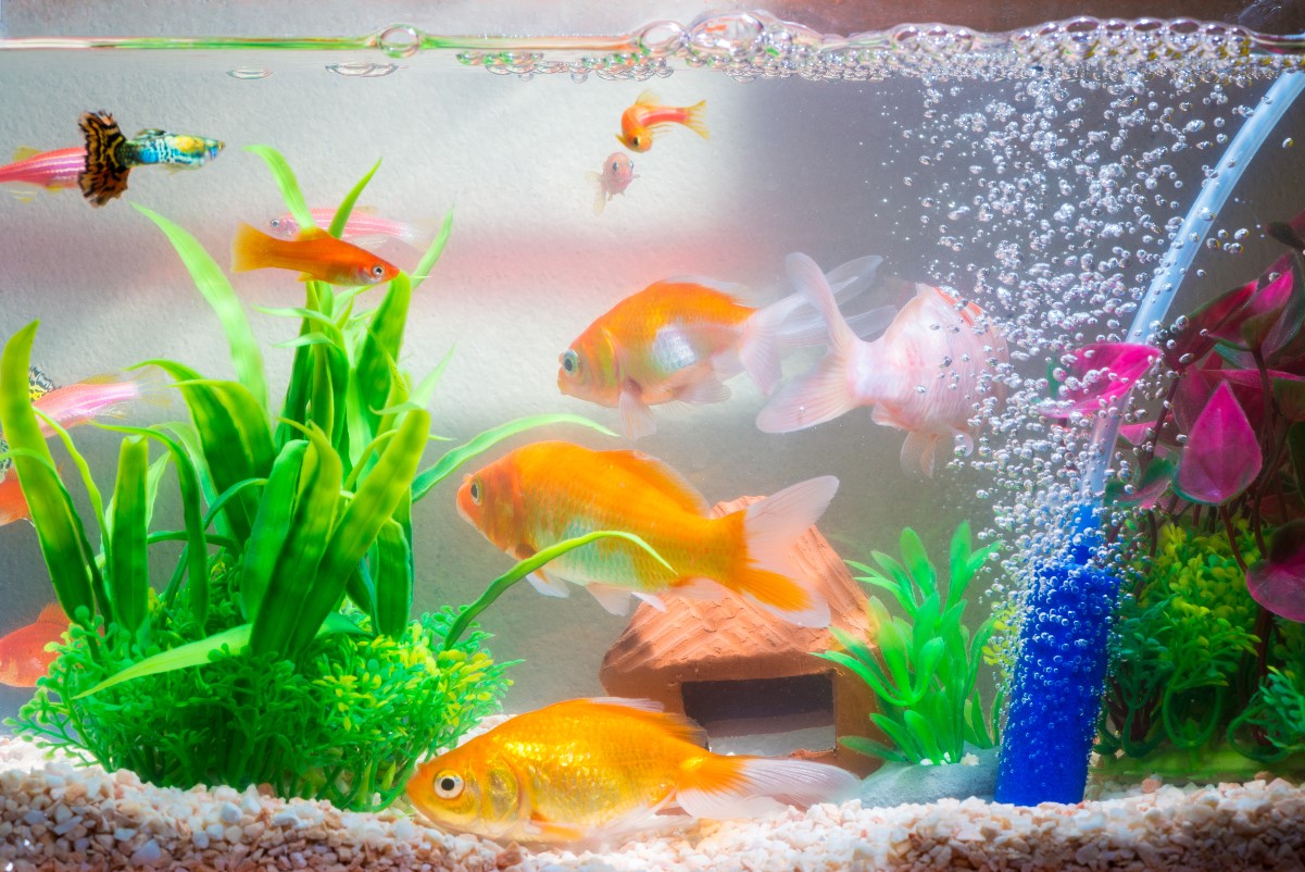 Which fish to choose for a small aquarium?