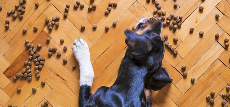 Food allergy in a dog – how to recognize it and what to do?