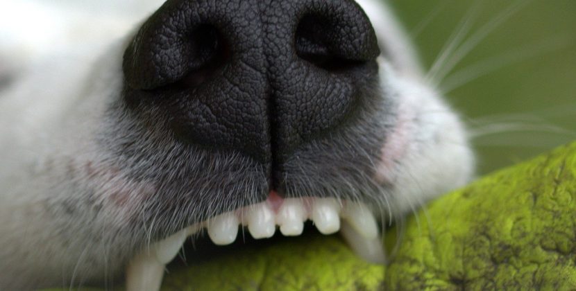 How to take care of your dog’s oral health?