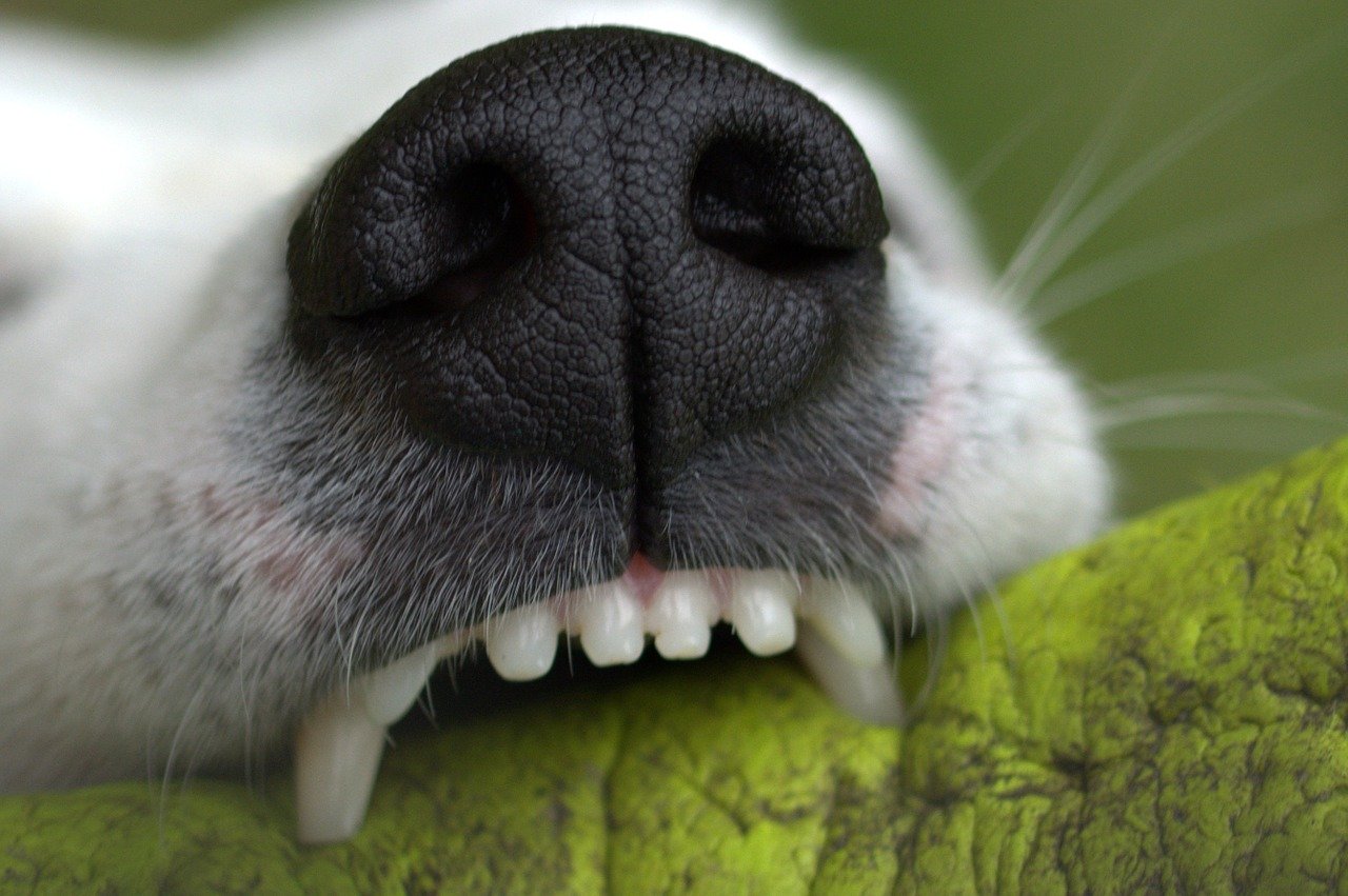 How to take care of your dog’s oral health?