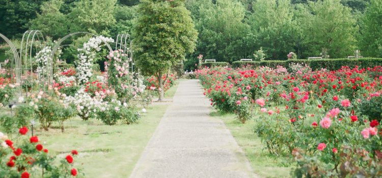 A beautiful garden – what will make it possible?