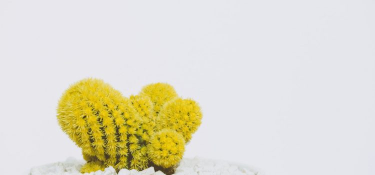How do you save overdried potted plants?