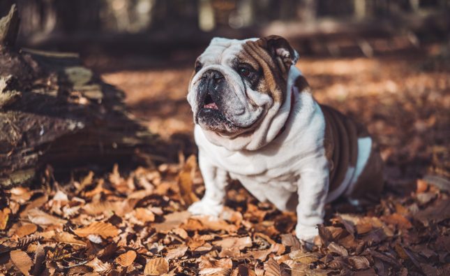Where to Find the Best English Bulldog Puppies for Sale?