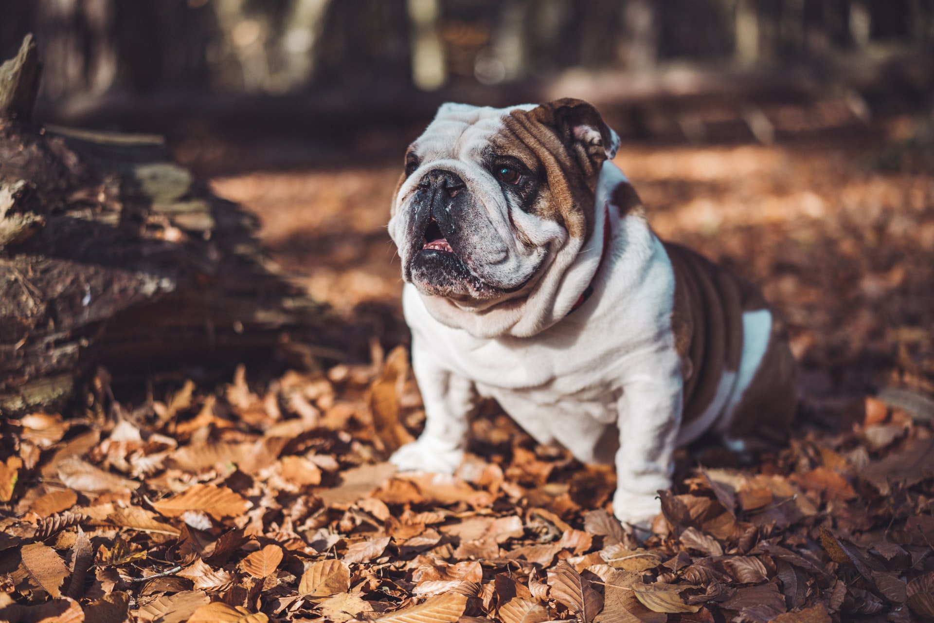 Where to Find the Best English Bulldog Puppies for Sale?