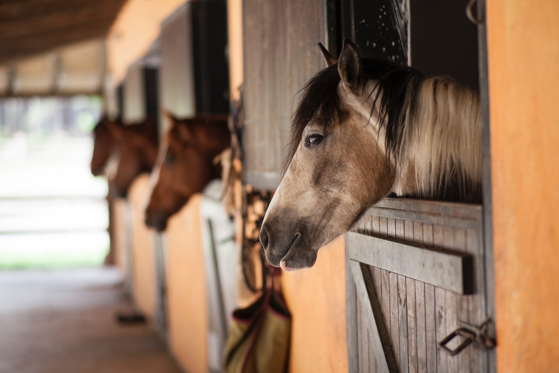 Horse Barn Accessories You Didn’t Know You Needed