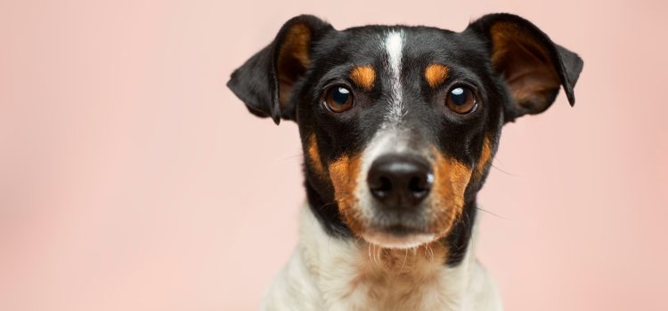 Shopping for Your Furry Friend: The Best Pet Supplies on the Market