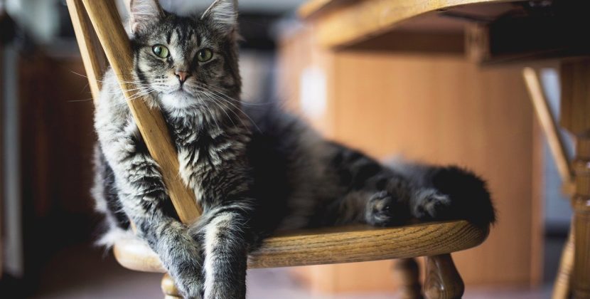 What to do to get your cat to stop scratching the furniture?