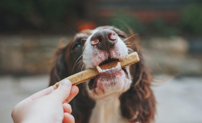 Delicious and Nutritious Baked Treats for Dogs