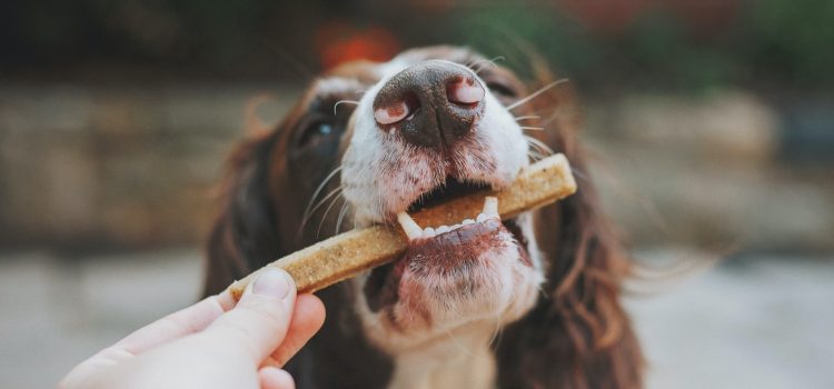Delicious and Nutritious Baked Treats for Dogs