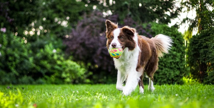 Dog boarding and training – the perfect solution for busy pet parents