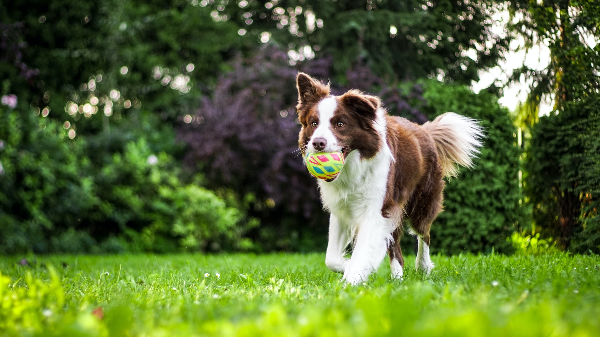 Dog boarding and training – the perfect solution for busy pet parents