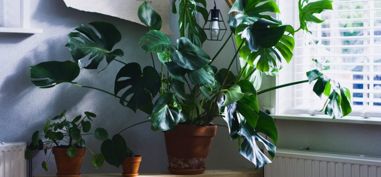 Don’t Let Your Plants Go Dark! Choose the Right Indoor Plant Lights