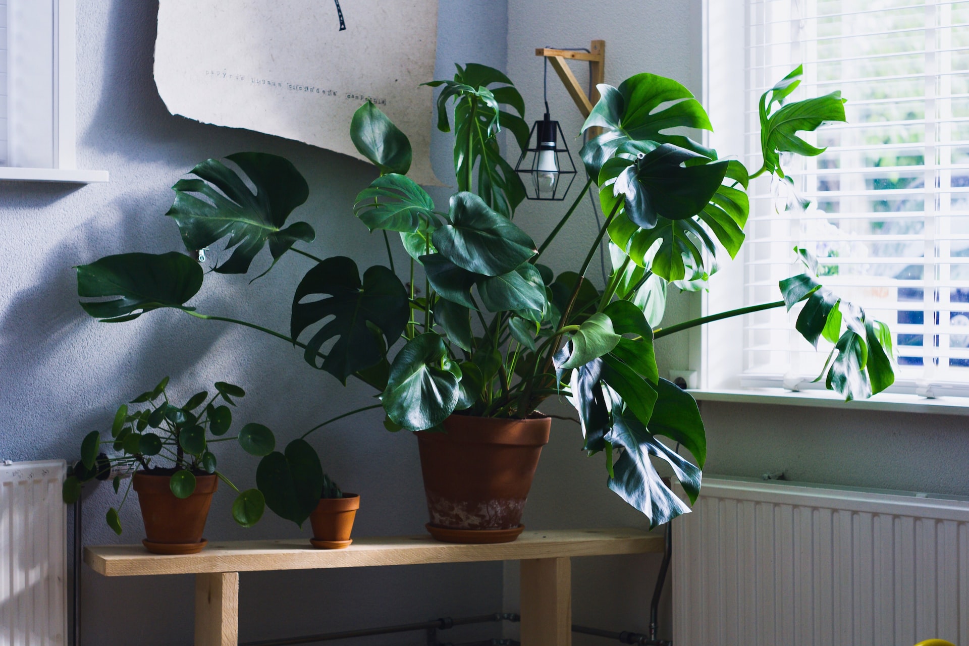 Don’t Let Your Plants Go Dark! Choose the Right Indoor Plant Lights