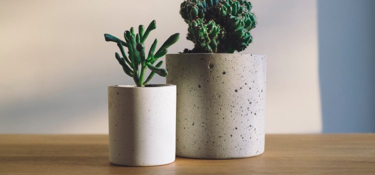 What are the best pots for houseplants?