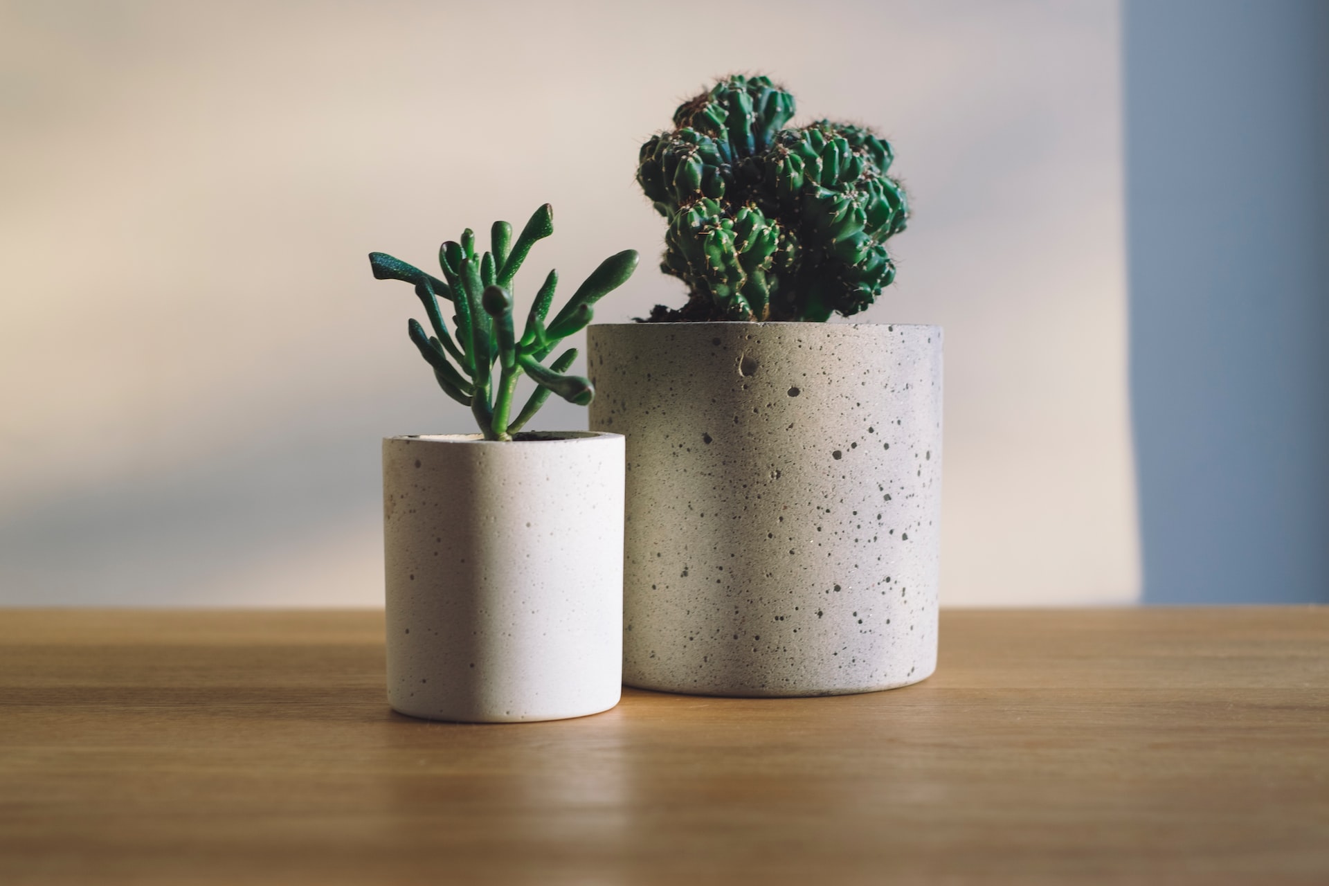 What are the best pots for houseplants?