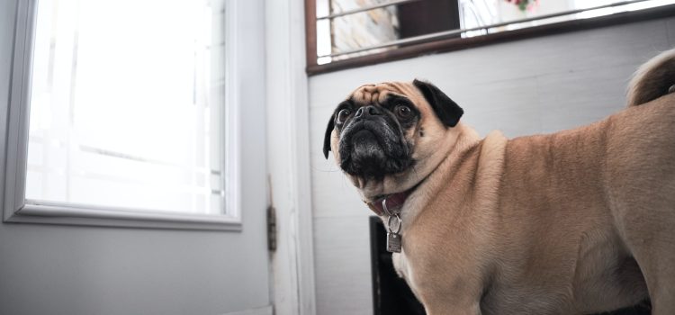 Making Your Dog’s Life Comfortable: The Smart Pet Door