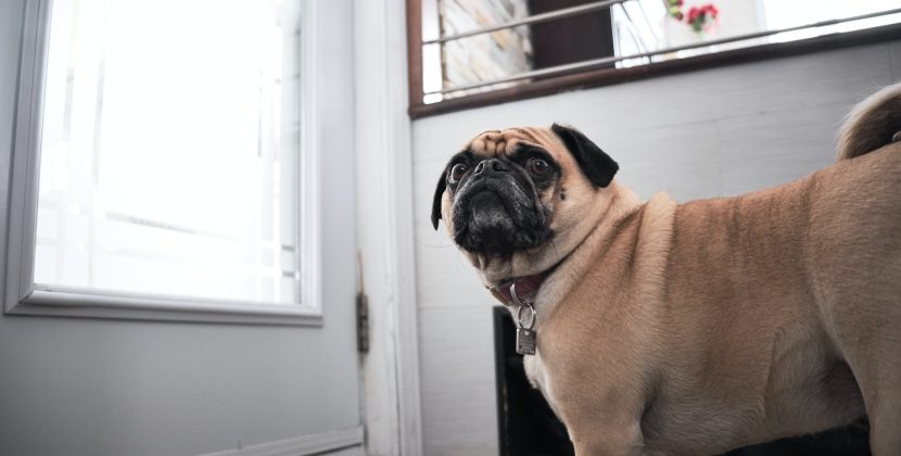 Making Your Dog’s Life Comfortable: The Smart Pet Door
