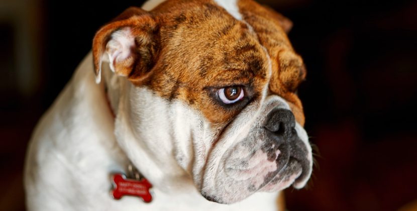 Female English Bulldog Puppies Need the Right Diet to Stay Healthy
