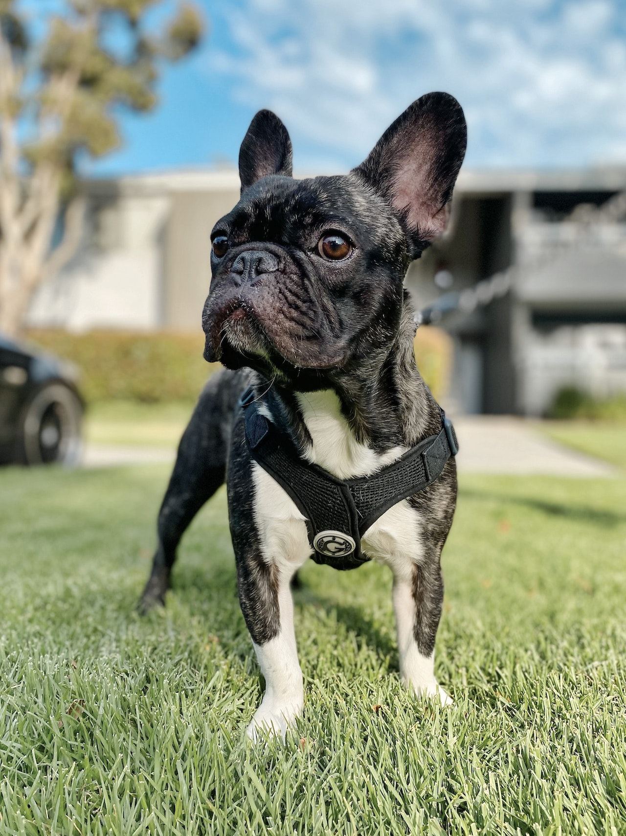 Everything You Need to Know Before Buying a French Bulldog Puppy