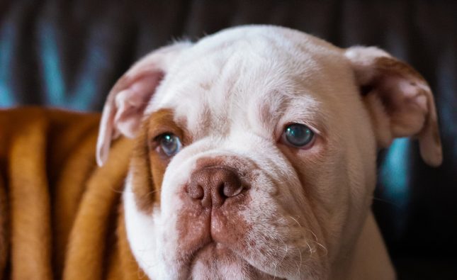 Tips for Playing With Your New English Bulldog Puppy