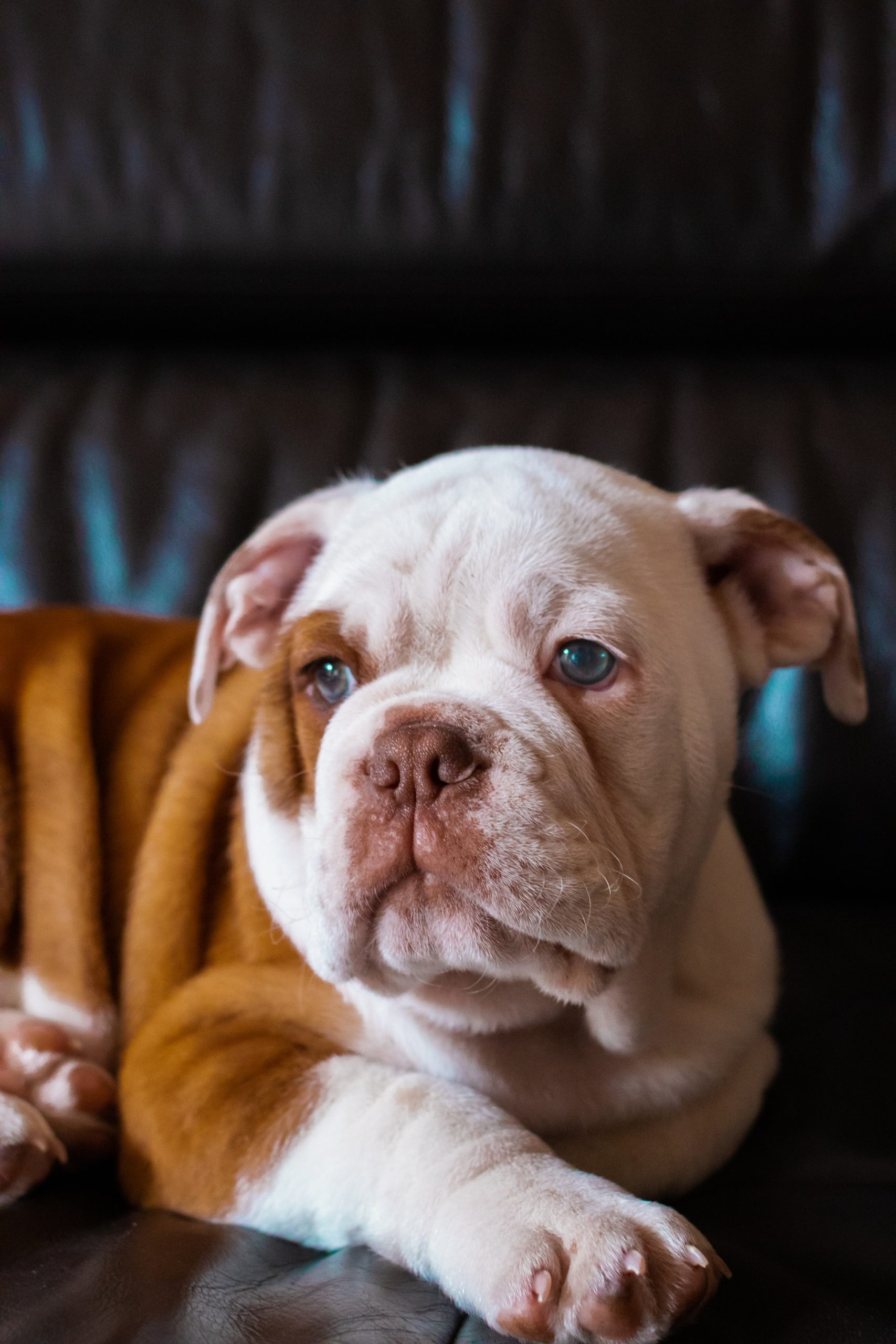 Tips for Playing With Your New English Bulldog Puppy