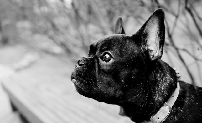 Caring for Your New French Bulldog Puppy