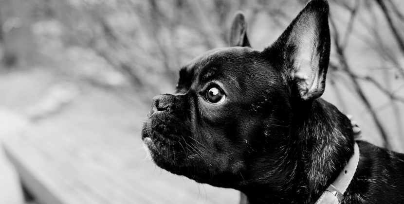 Caring for Your New French Bulldog Puppy