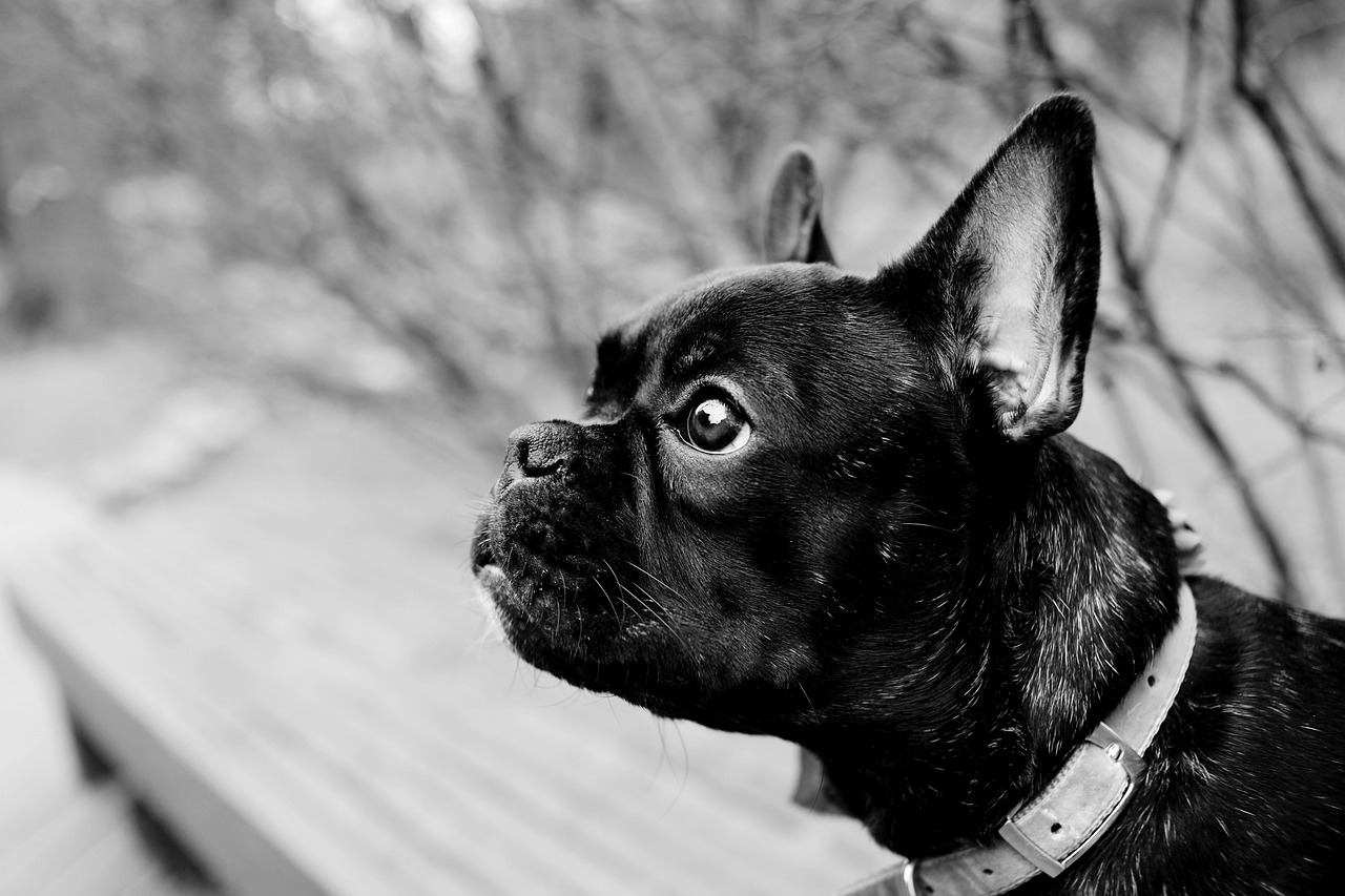 Caring for Your New French Bulldog Puppy