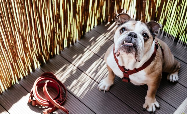 Preparing for Your New Female English Bulldog Puppy: A Guide