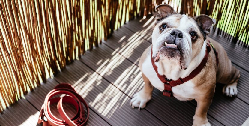 Preparing for Your New Female English Bulldog Puppy: A Guide