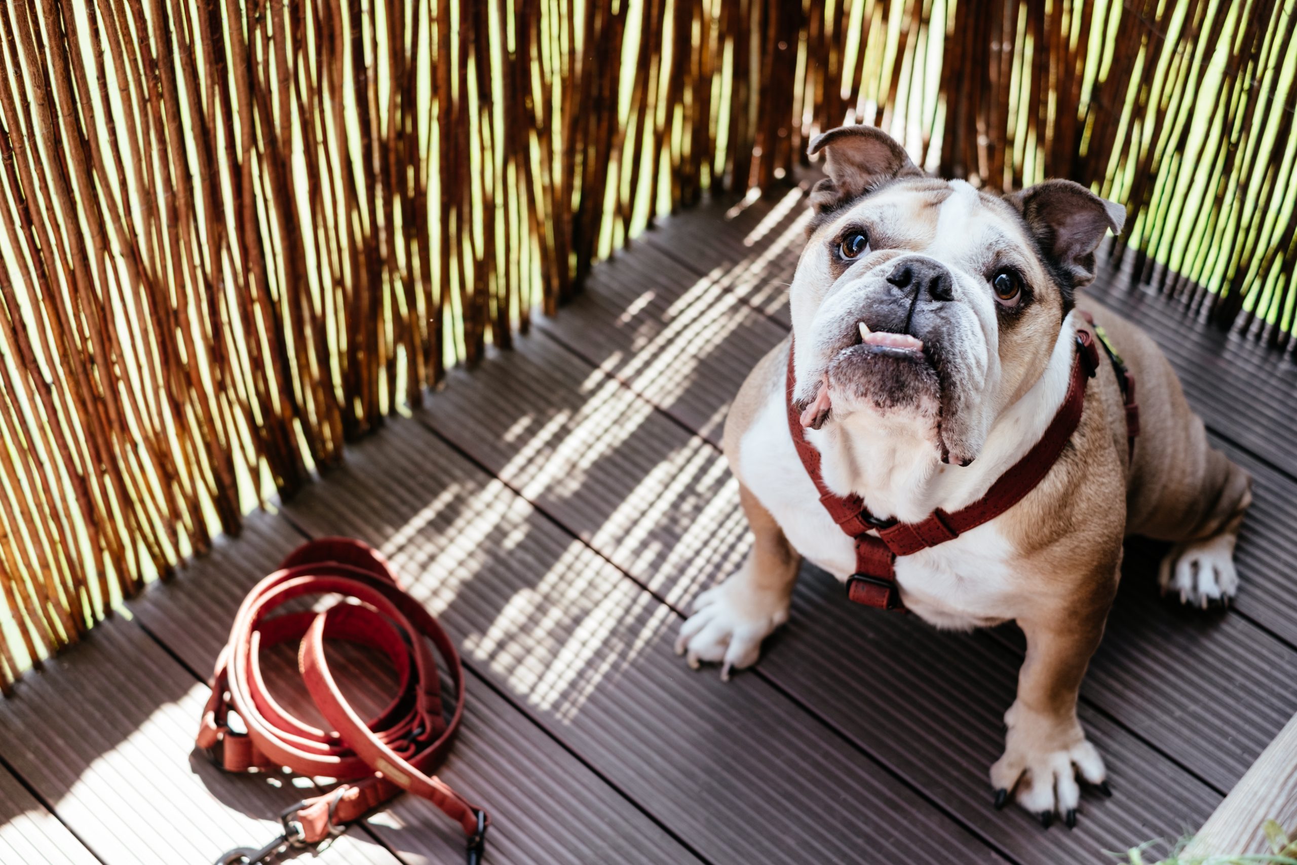 Preparing for Your New Female English Bulldog Puppy: A Guide