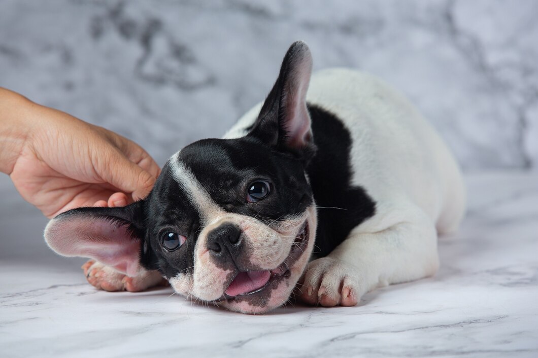 Choosing the right French bulldog breeder: Things to consider